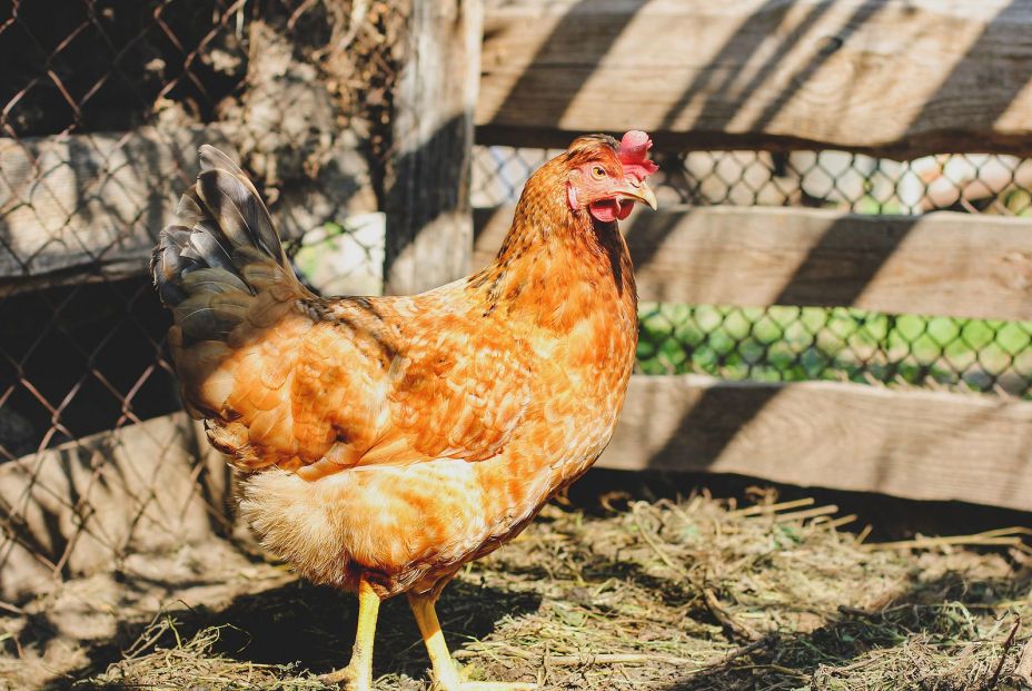 ¿Cuál es más sana, la carne de pollo o la de pavo?