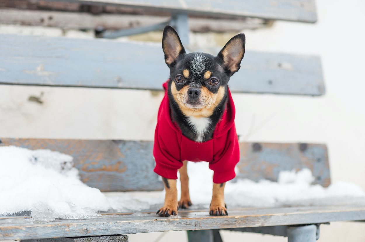 Los perros pasan frío: ¿mito o realidad? 