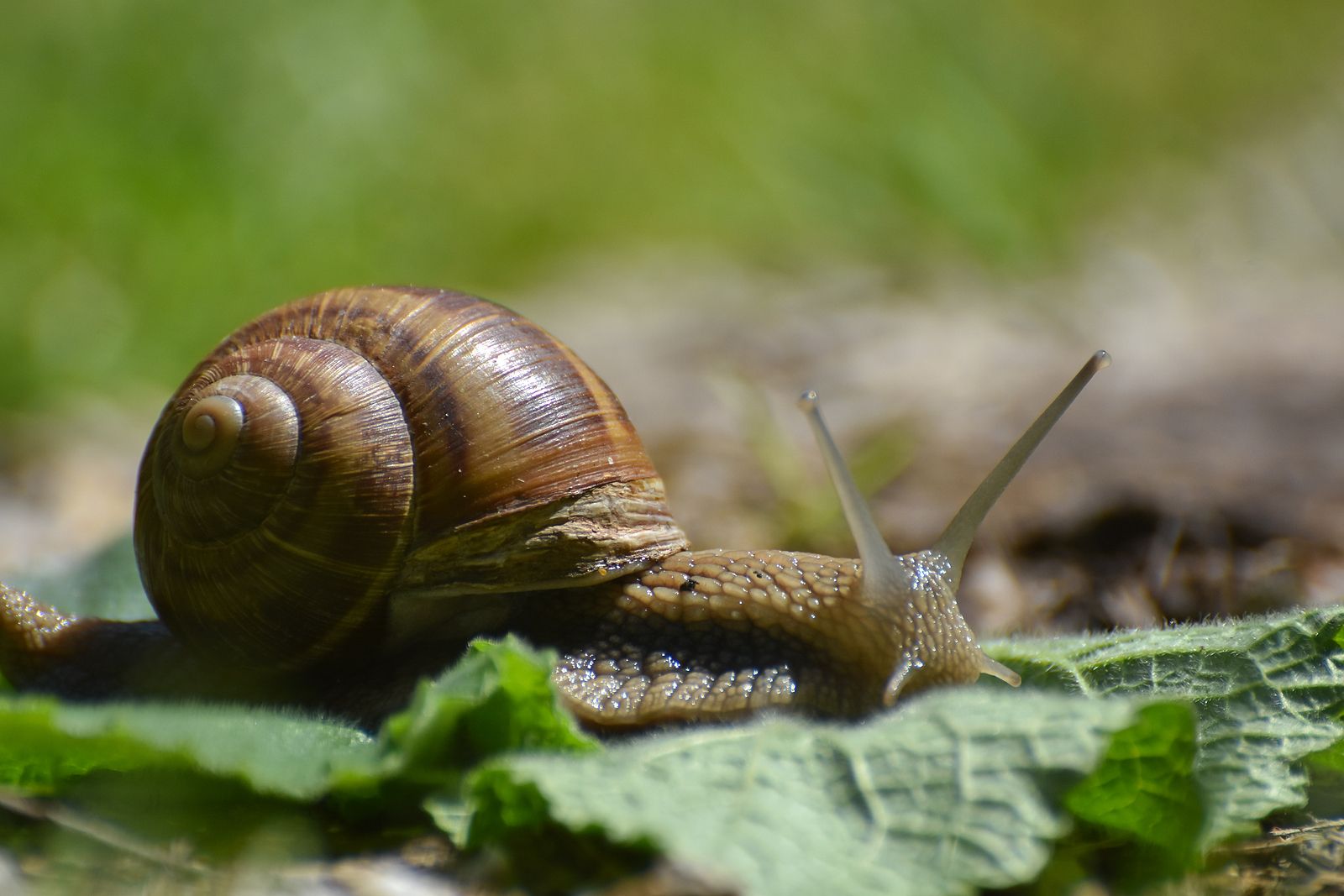 Caracoles silvestres ¿Cuáles pueden venderse y en qué condiciones? (Foto Bigstock)