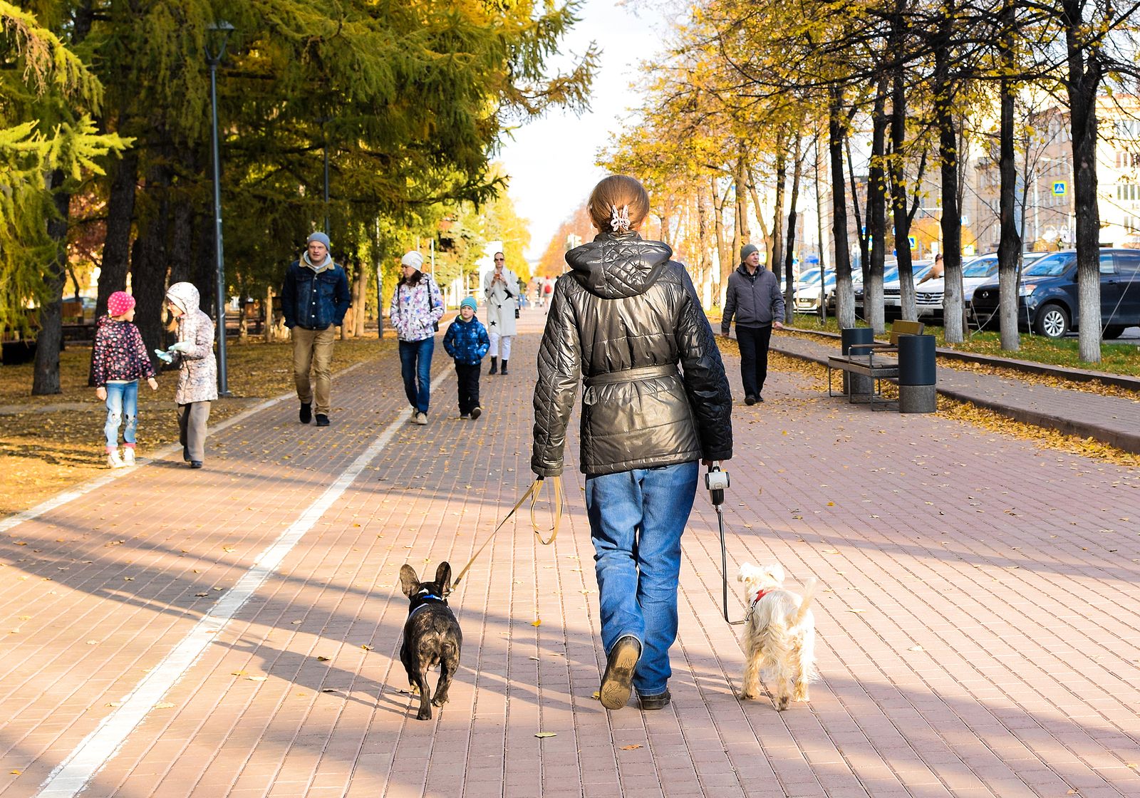 ¿Debemos abrigar a nuestros perros mientras pasean?