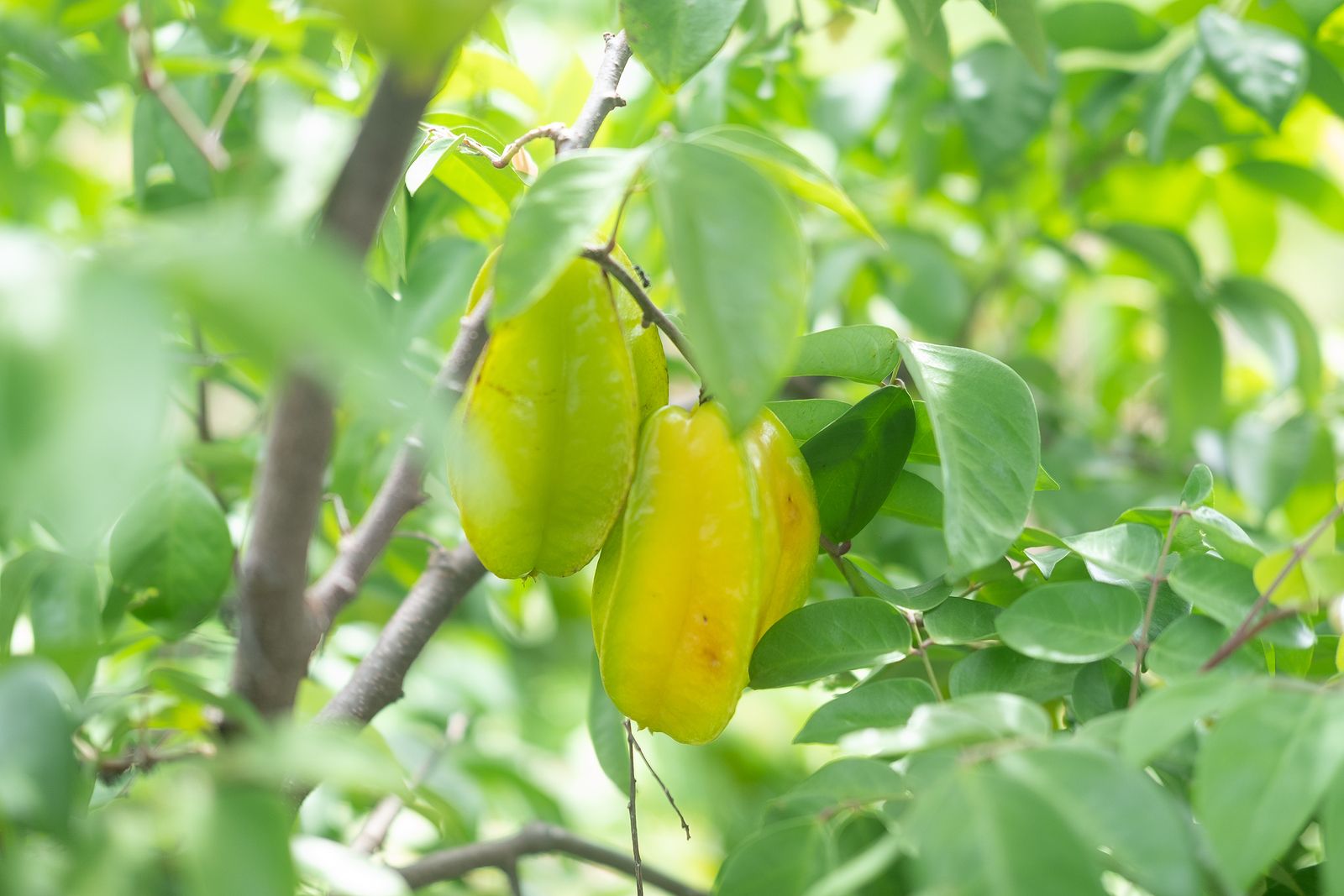 ¿A qué sabe la carambola? La fruta estrella que se come por los ojos