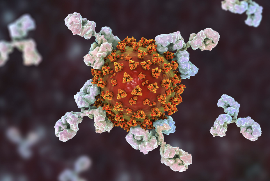 Nueva cepa de coronavirus