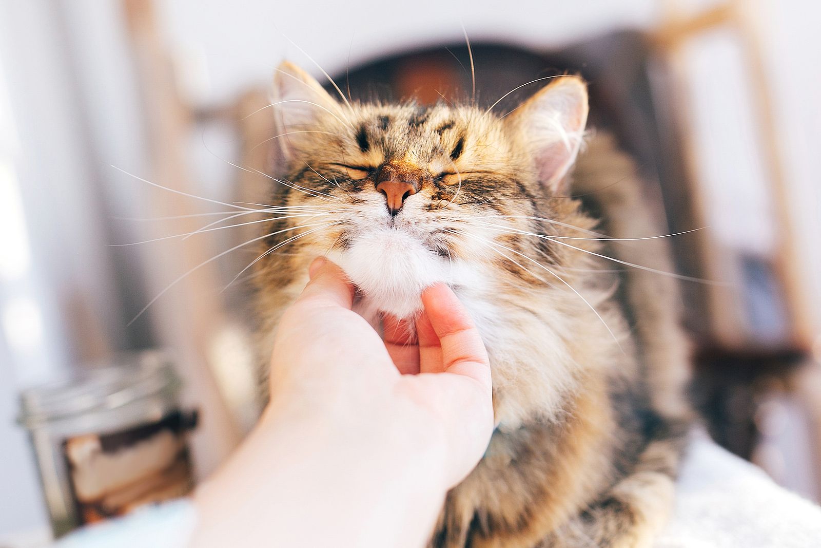 Signos que indican si a un gato le gusta (o no) la forma en la que le acariciamos