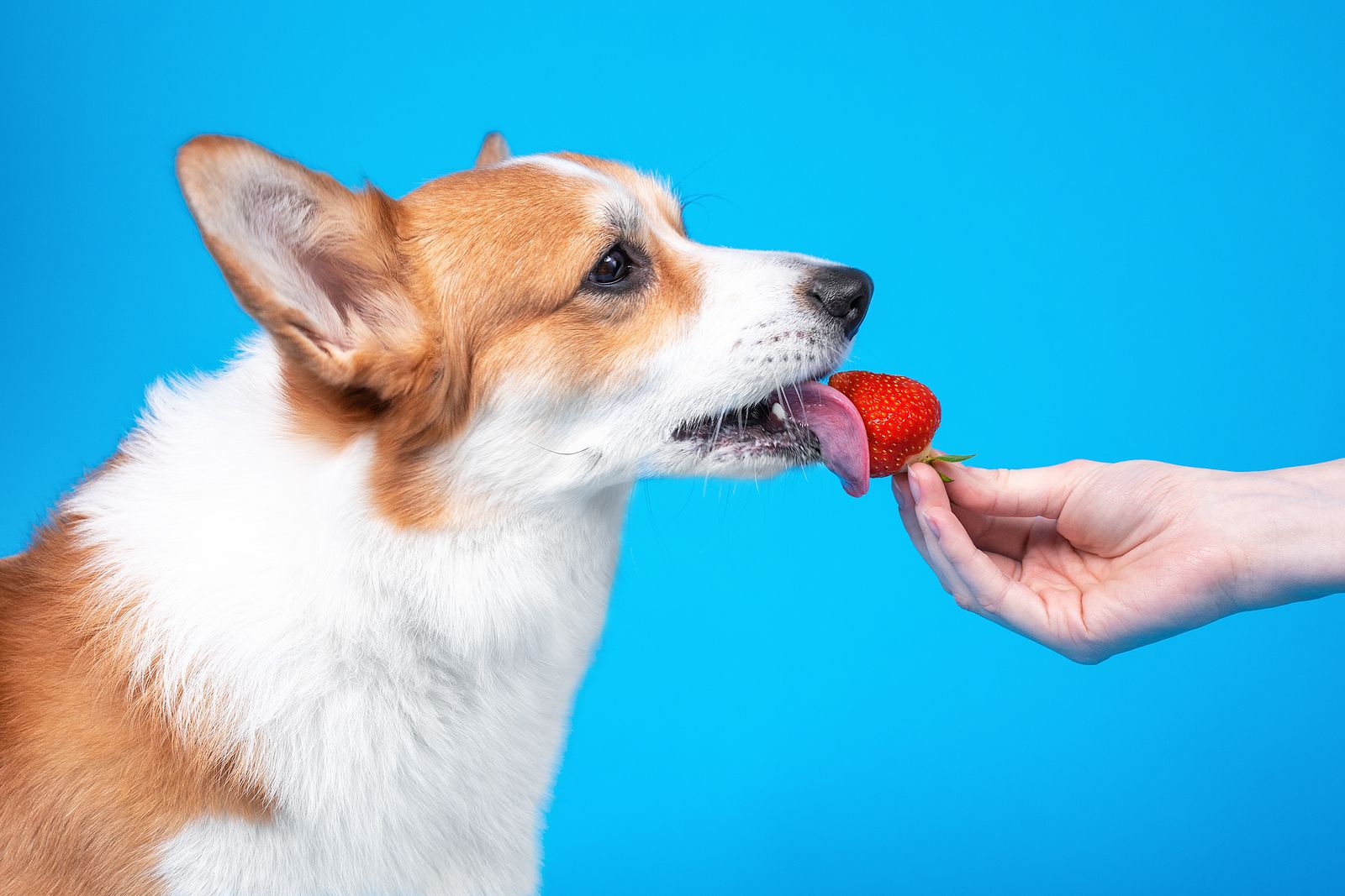 La fruta también es buena para tu perro: cuáles pueden comer y cuáles no