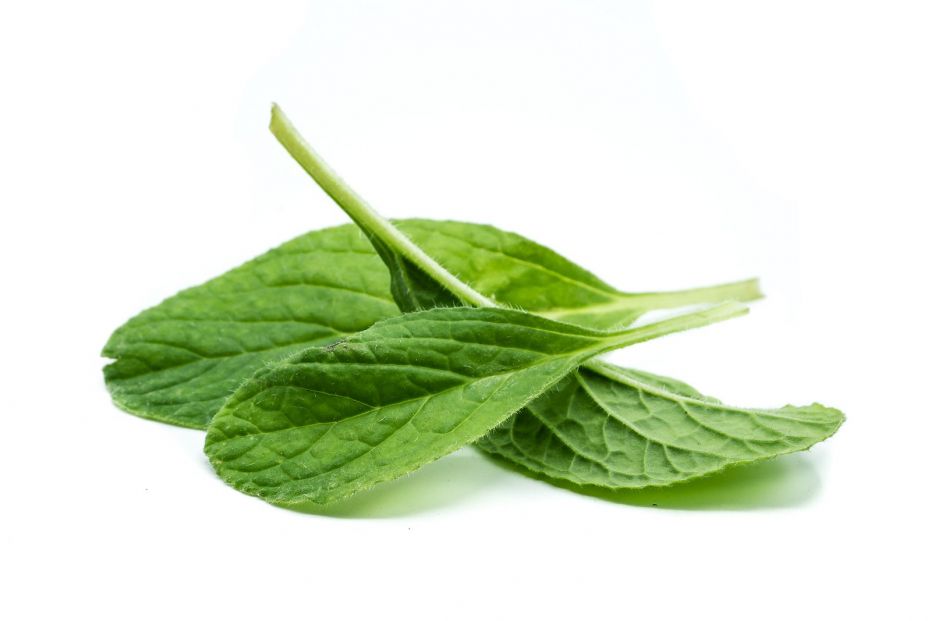 bigstock Borage Leaves Isolated On Whit 320896624