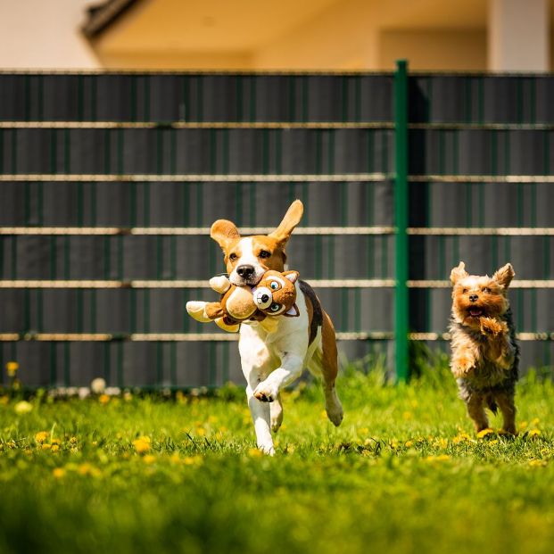 Hablar el mismo idioma que nuestro perro ya es posible