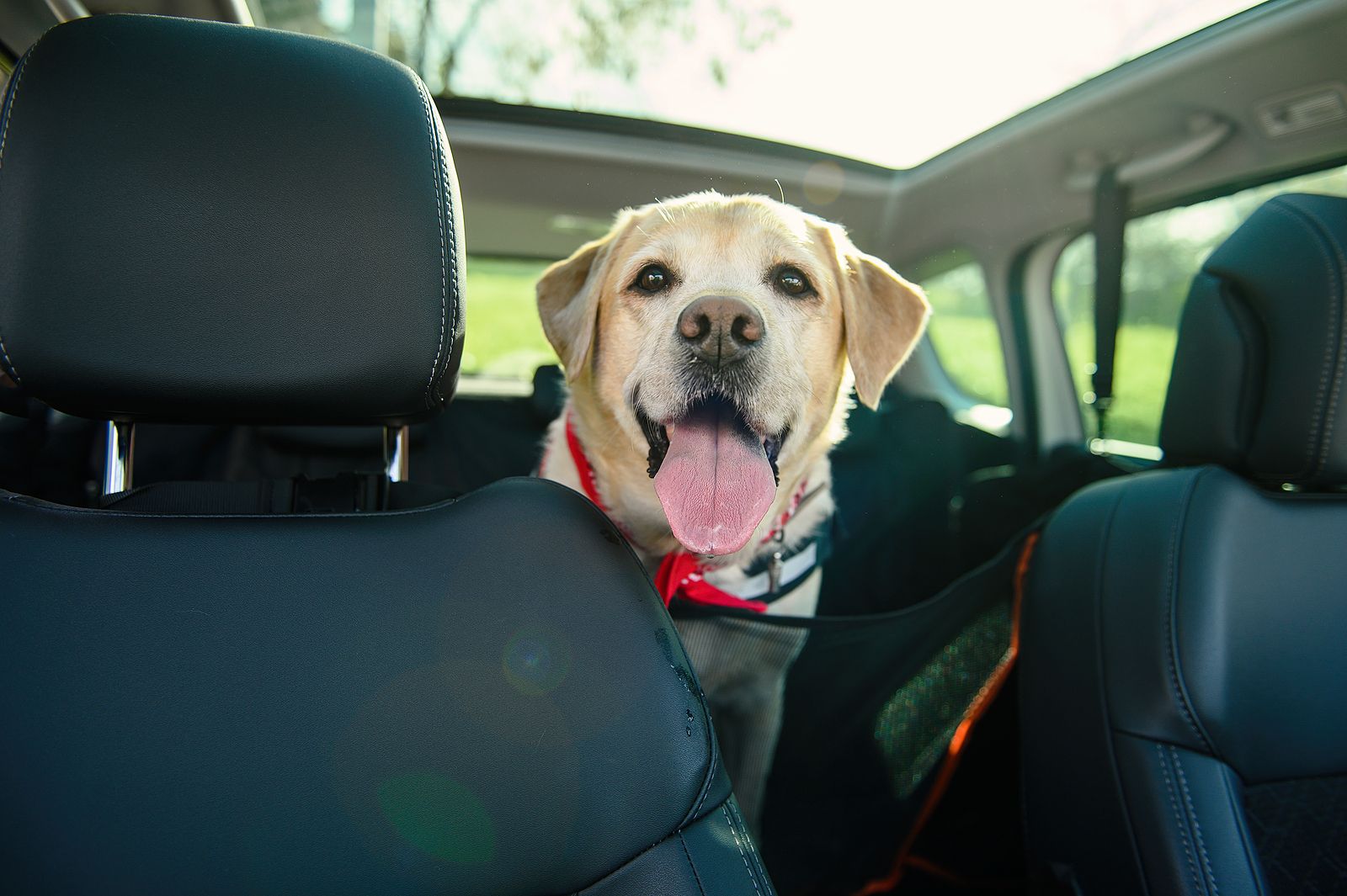 Cómo eliminar el olor a perro de nuestro coche