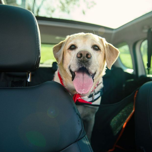 Cómo eliminar el olor a perro de nuestro coche