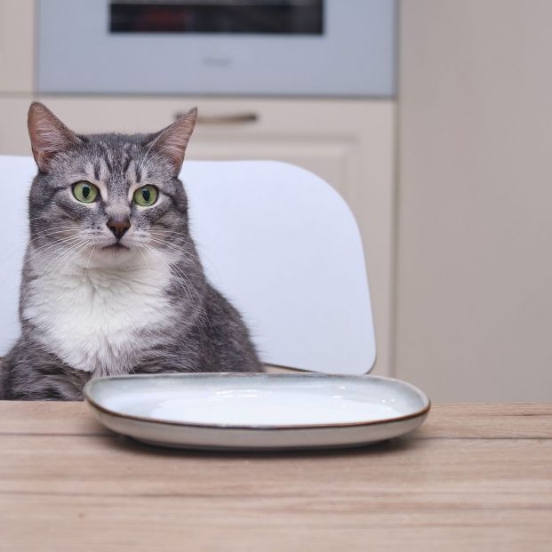 Cosas que creemos de los gatos que no son ciertas 