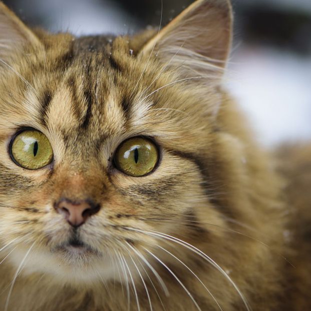 Cosas que creemos de los gatos que no son ciertas 