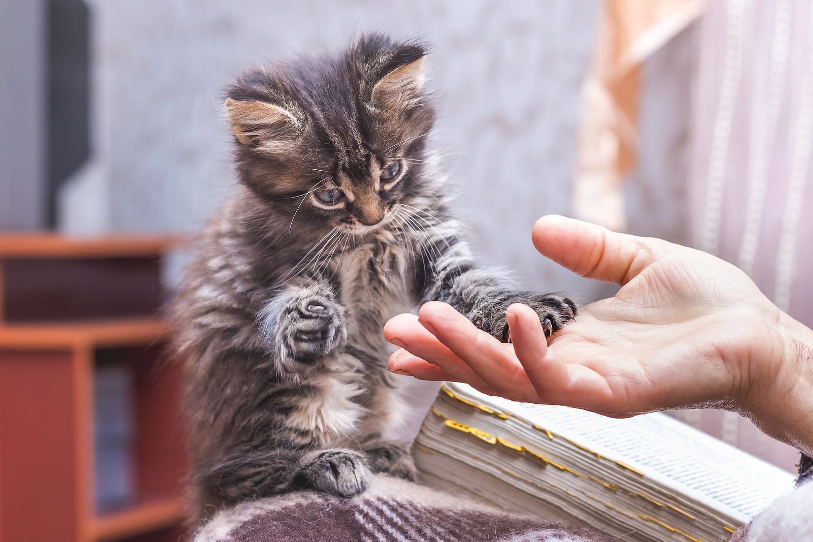 Hay 5 tipos de relación entre los gatos y sus dueños: descubre la vuestra