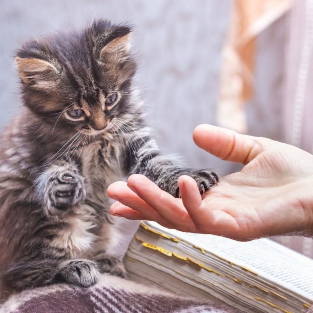 Cosas que creemos de los gatos que no son ciertas 