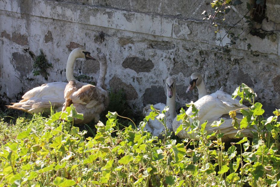 EuropaPress 3575552 cisnes donados arroyo luz caceres