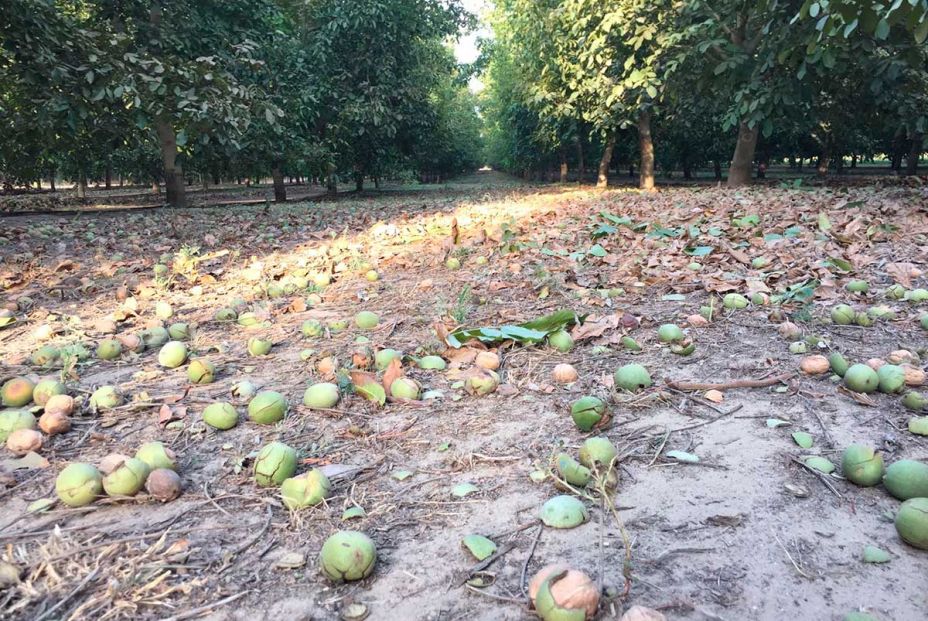 Nueces de España