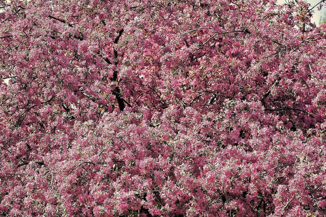 Atención, alérgicos: se espera una primavera explosiva