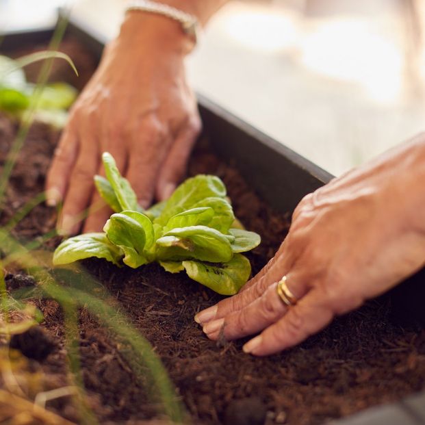 El sorprendente uso de la cáscaras de huevo para las plantas