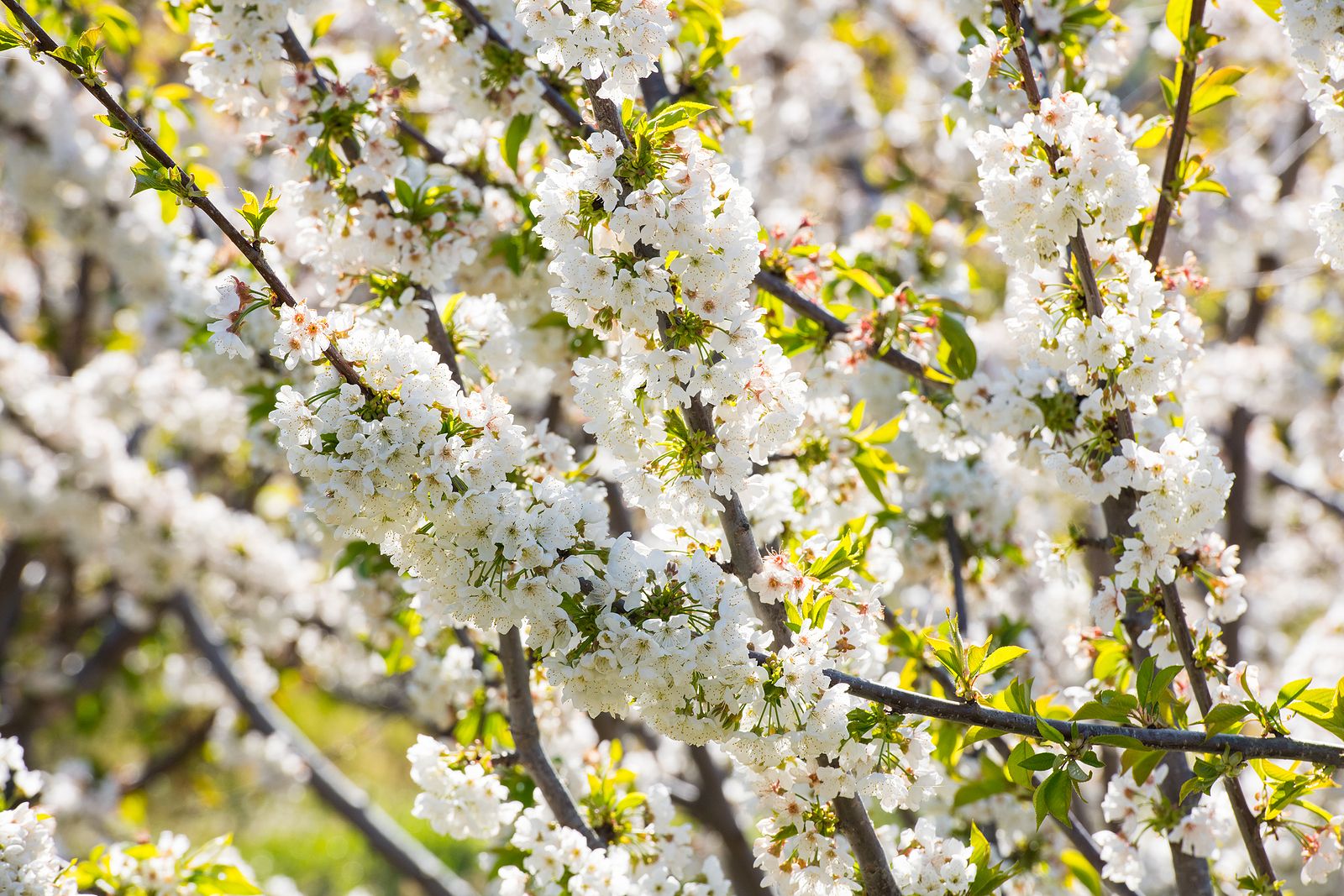 Valle del Jerte, explosión de color gracias a los cerezos Foto: bigstock