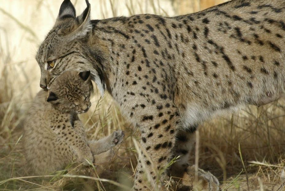 EuropaPress 3359617 lince iberico imagen archivo