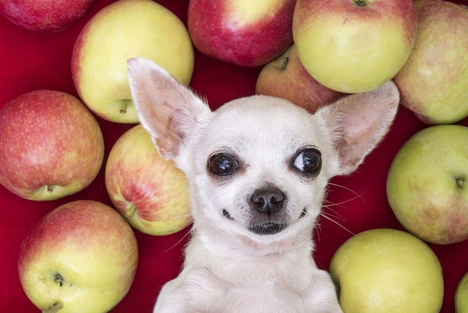 Las 9 frutas que puede comer tu perro y que le encantarán