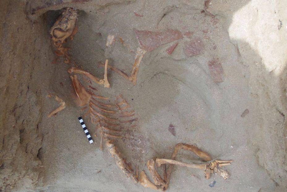 Encuentran en Egipto el cementerio de mascotas más antiguo del mundo Encuentran en Egipto el cementerio de mascotas más antiguo del mundo
