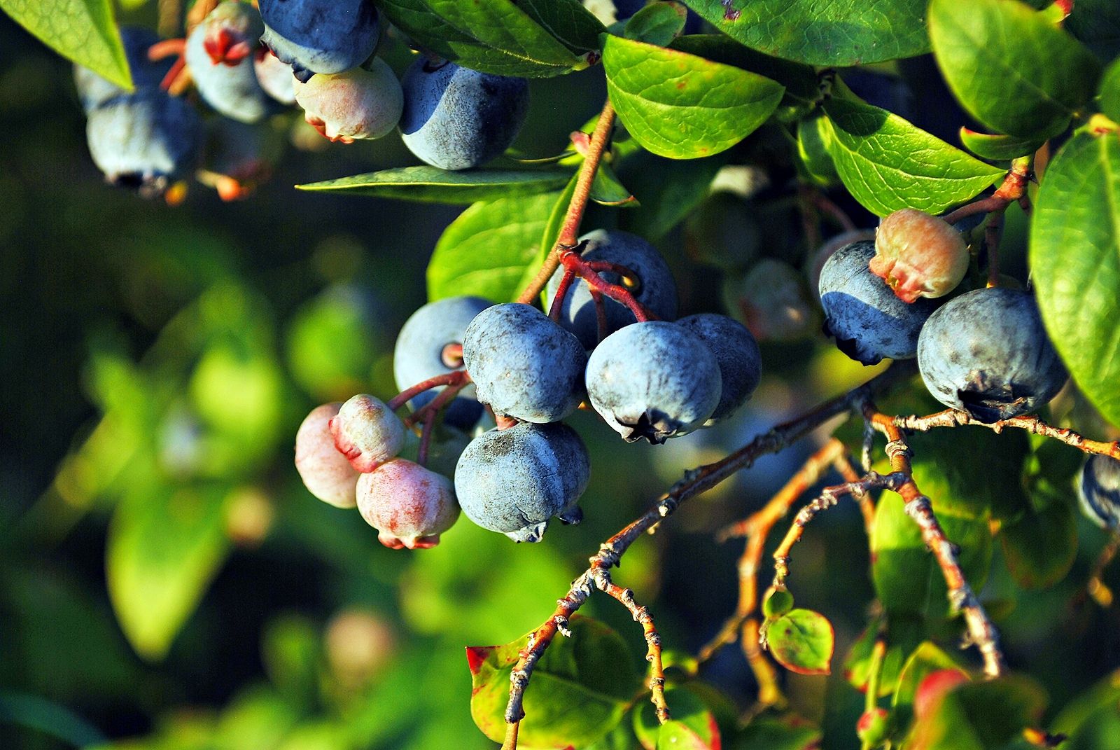 Asturias y Huelva, zonas de arándanos Foto: bigstock