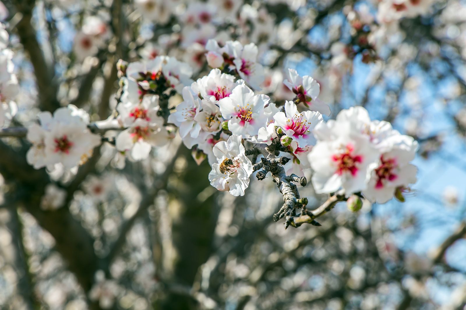 Los mejores lugares en España para contemplar los almendros en flor. Bigstock