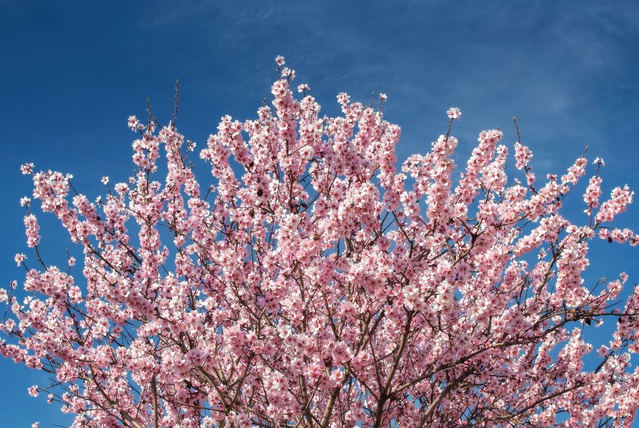 Almendro en flor. Bigstock