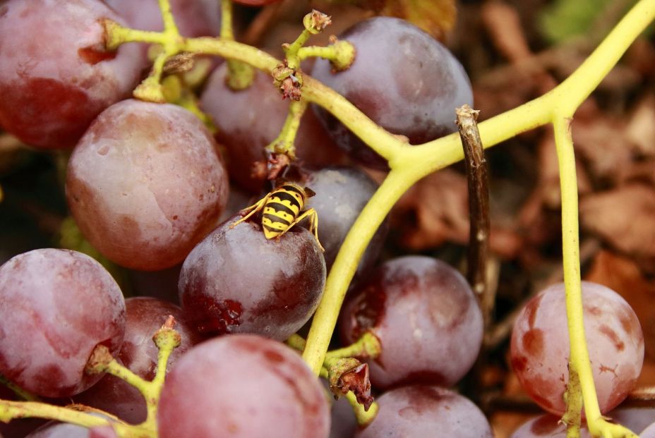 Curiosidades sobre el vino