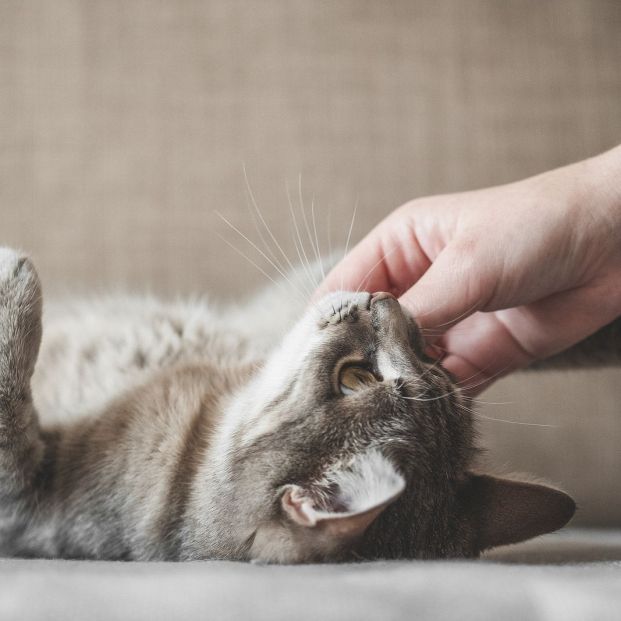 Mima a tu mascota con estos productos de Lidl (Foto Bigstock) 3