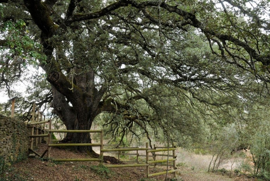 EuropaPress 3393629 carrasca lecina tiene mas mil anos opta ser arbol europeo ano