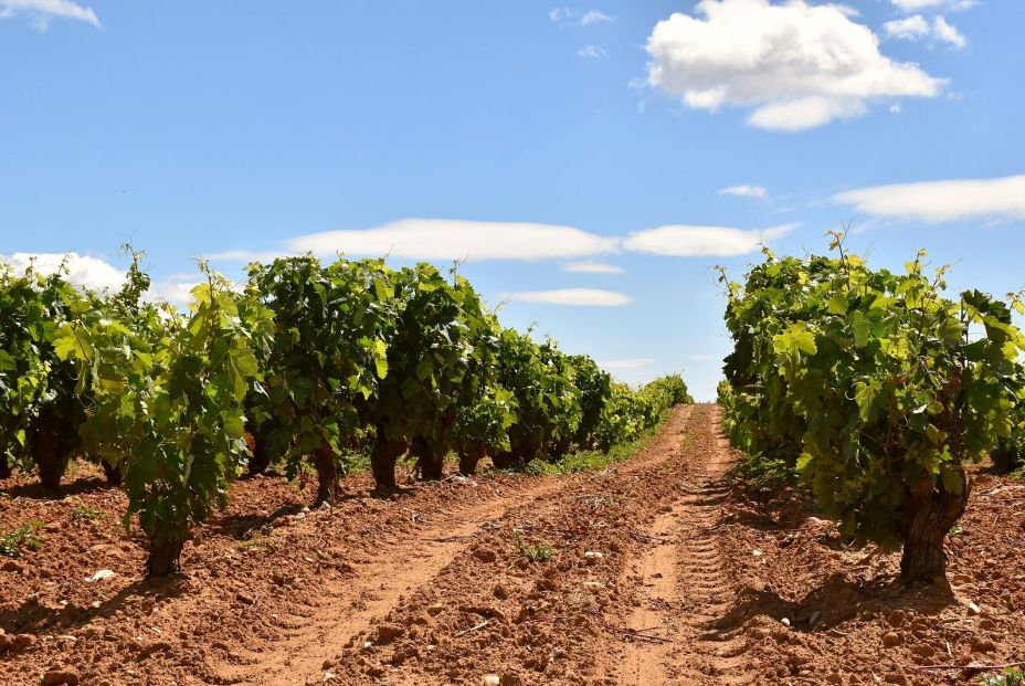 bigstock Photo Of Vineyard Row With Tra 400142774