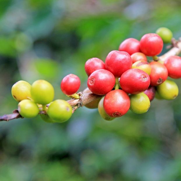 La planta del café (bigstock)