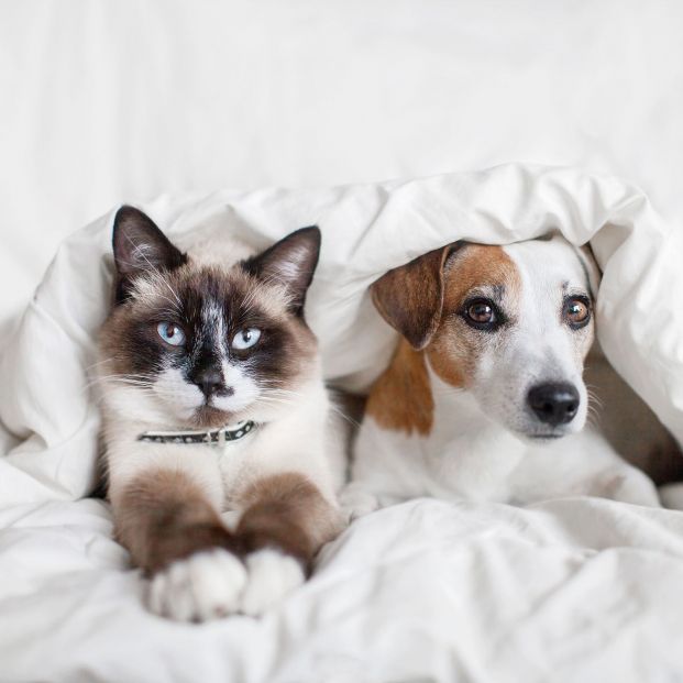 Los perros y gatos son muy diferentes (bigstock)