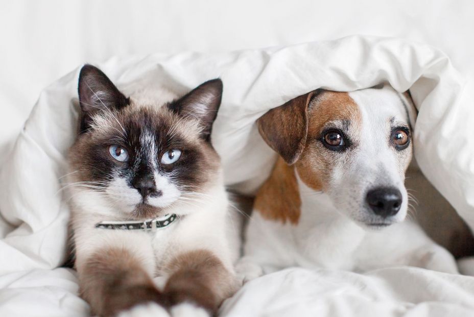 Los perros y gatos son muy diferentes (bigstock) Los perros y gatos son muy diferentes (bigstock)