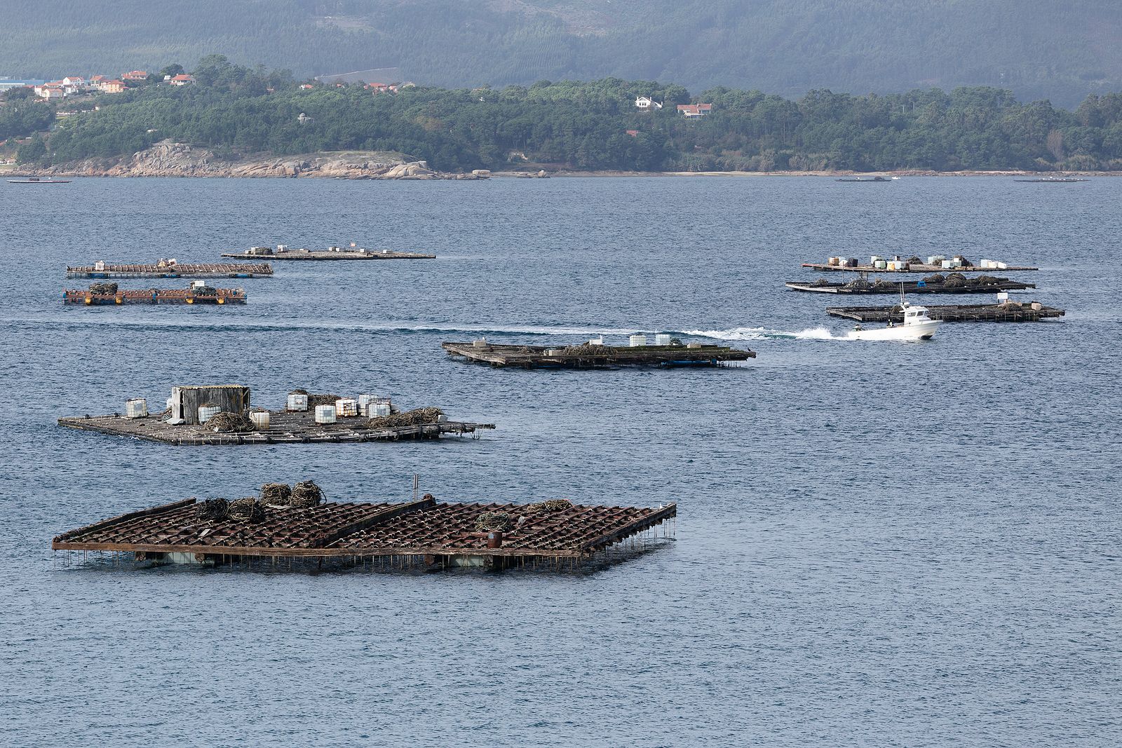 El mejillón: el rey de la ría de Arousa Foto: bigstock