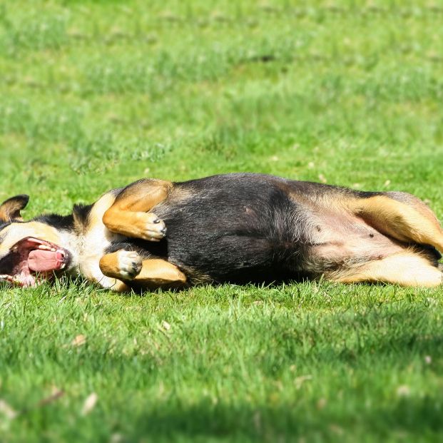 Cómo eliminar el mal olor de tu perro sin agua