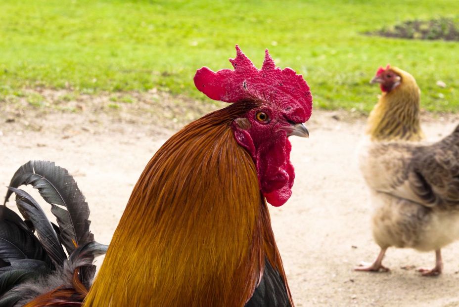 bigstock Multicolored Cock Crowing In T 232365499