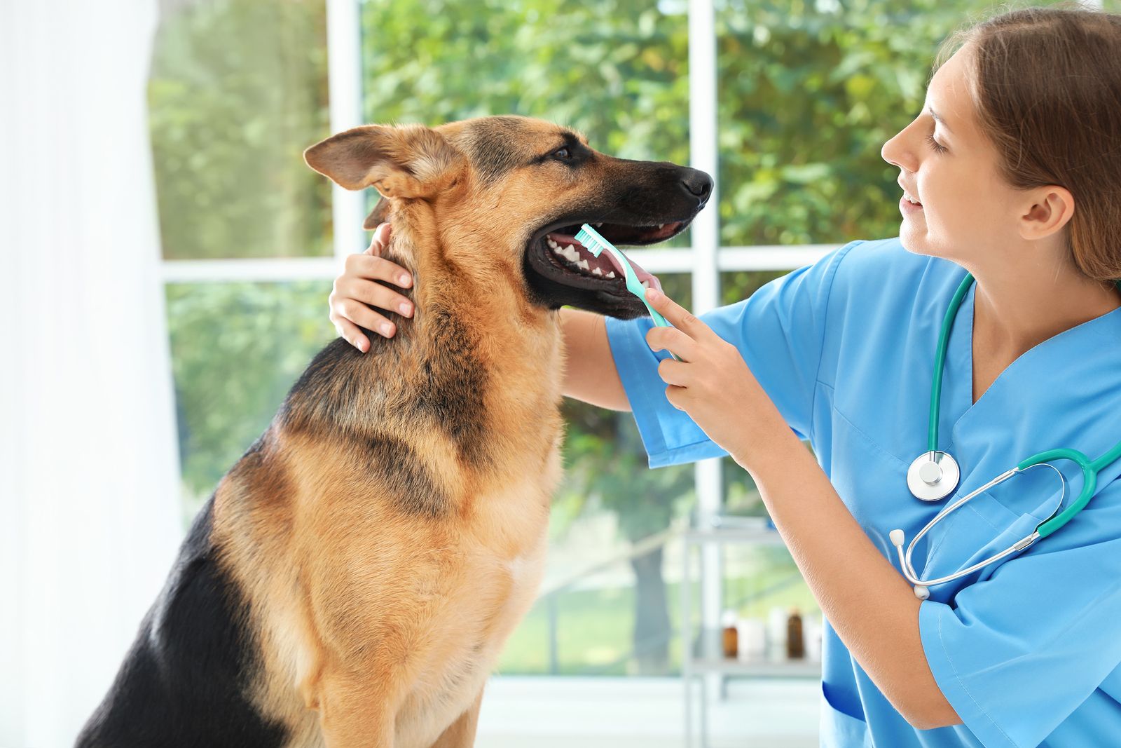 Problemas bucodentales en perros (bigstock)