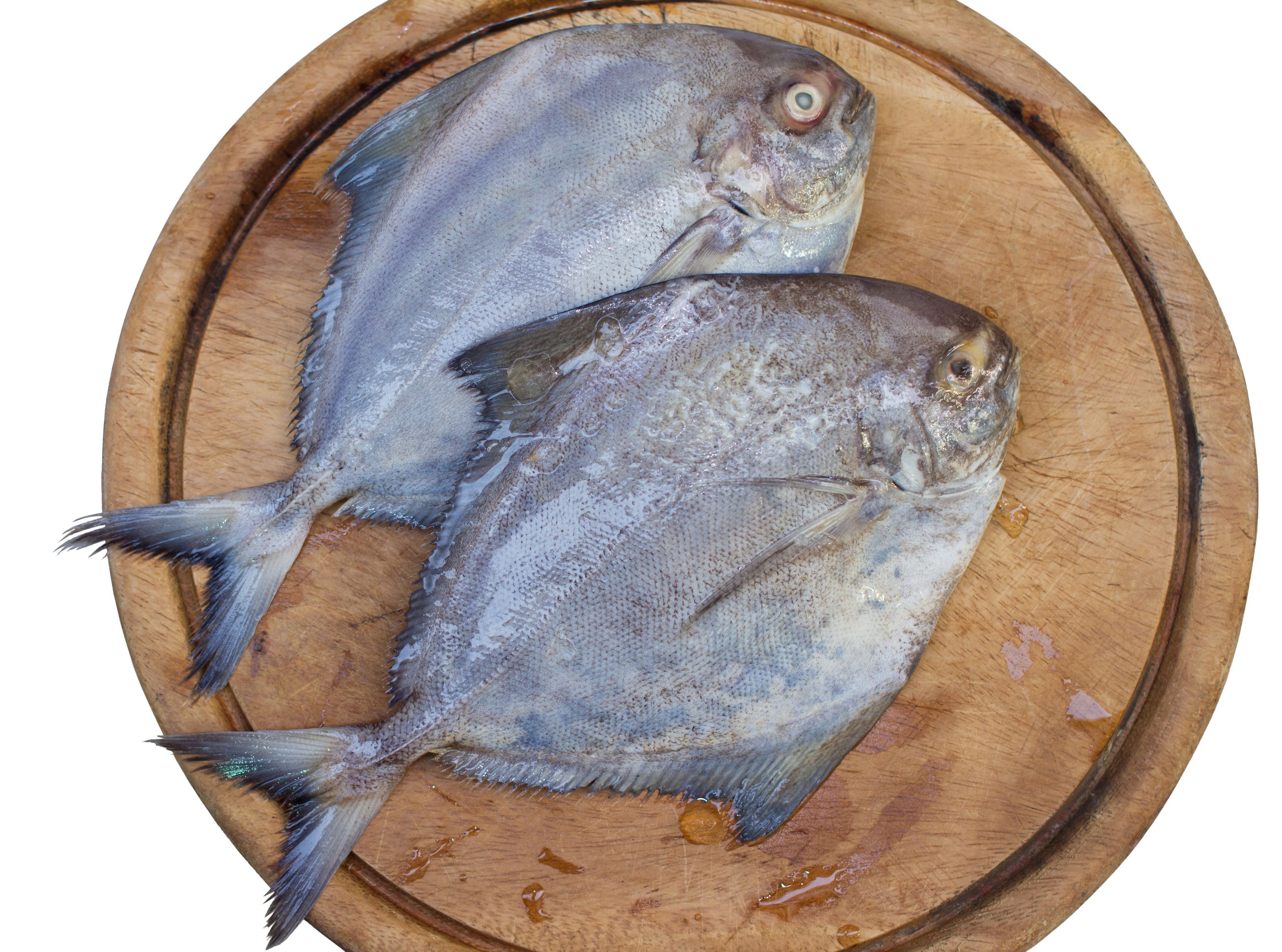 Palometa negra o japuta