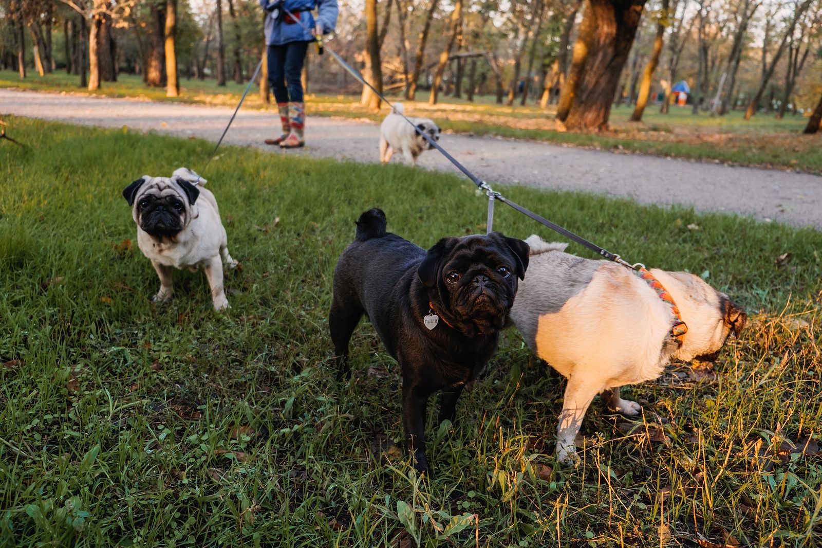 Consejos para que tu perro obedezca