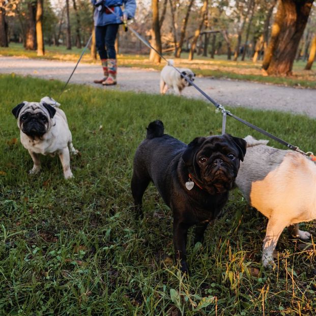 Consejos para que tu perro obedezca