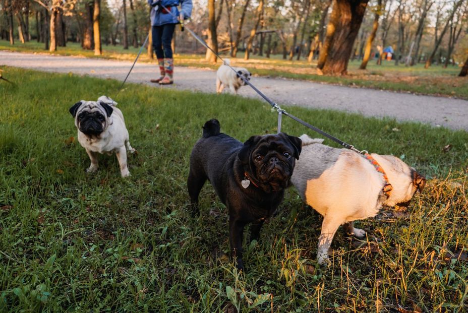 Máxima preocupación por las trampas con alfileres para perros