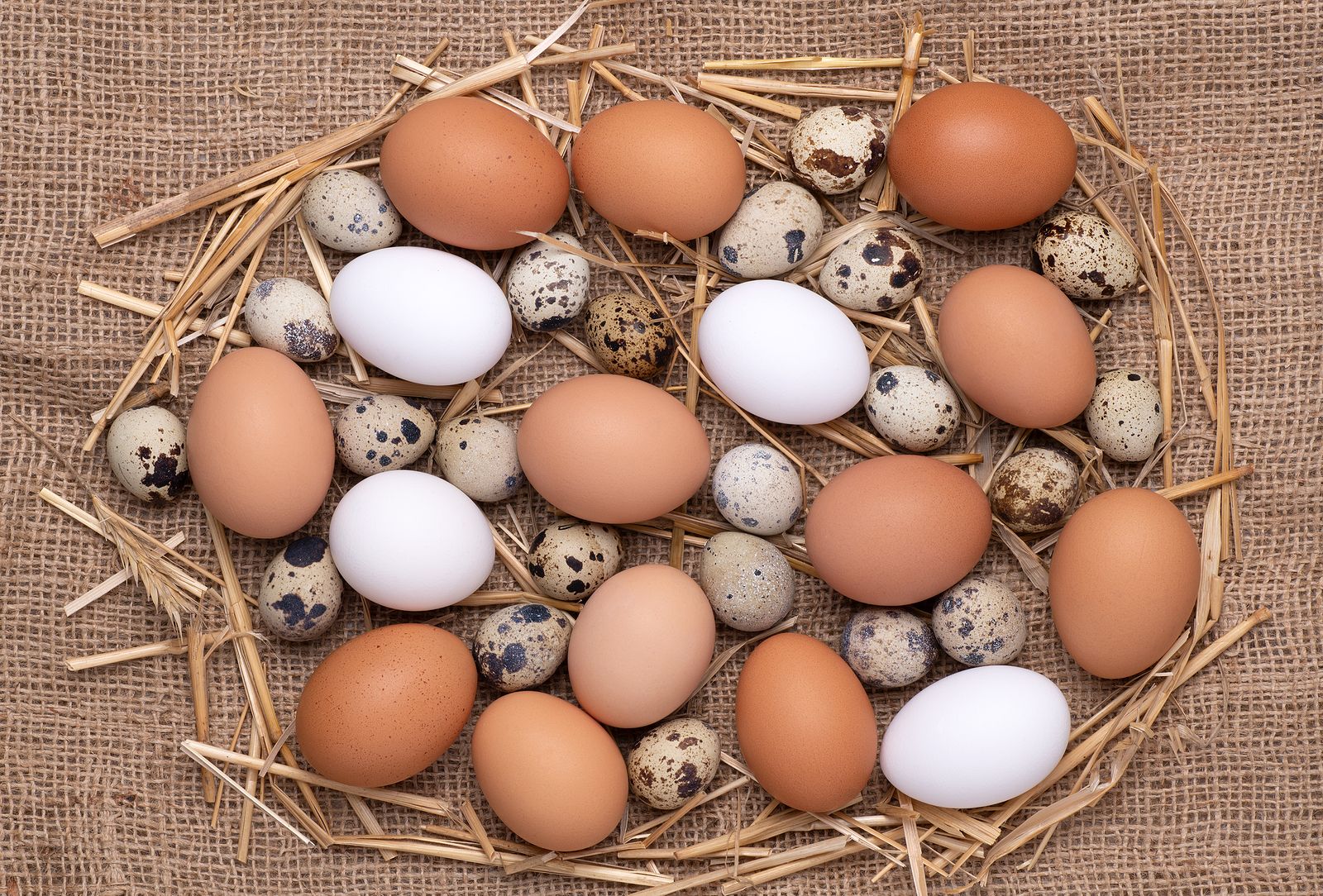 ¿Huevo de gallina o de codorniz? Foto: bigstock
