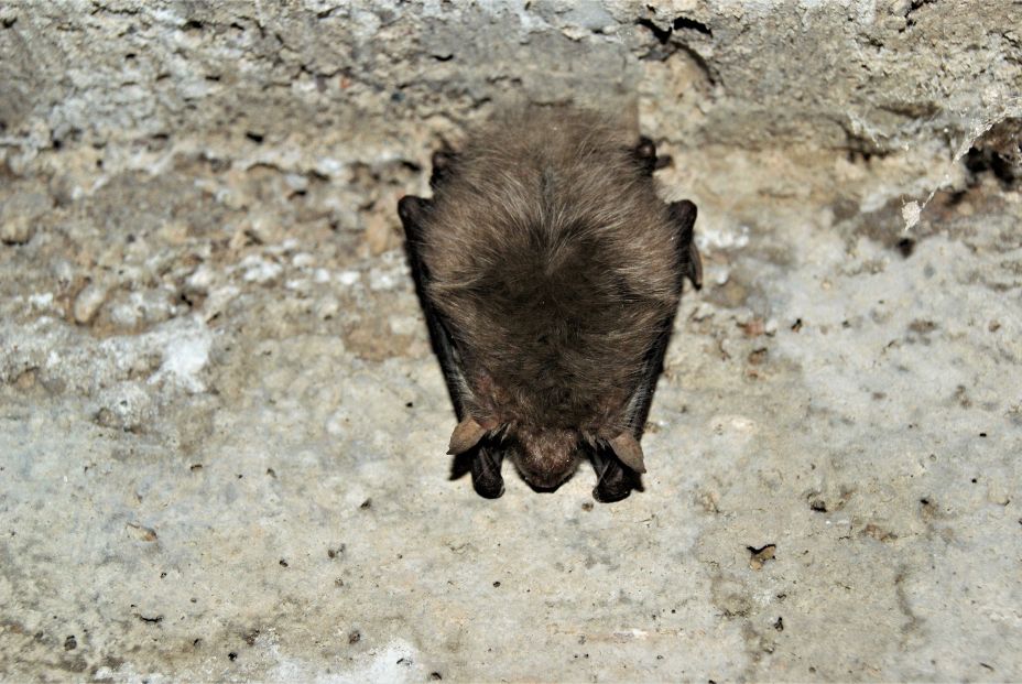 bigstock Bat In The Basement Bat Winte 410780770