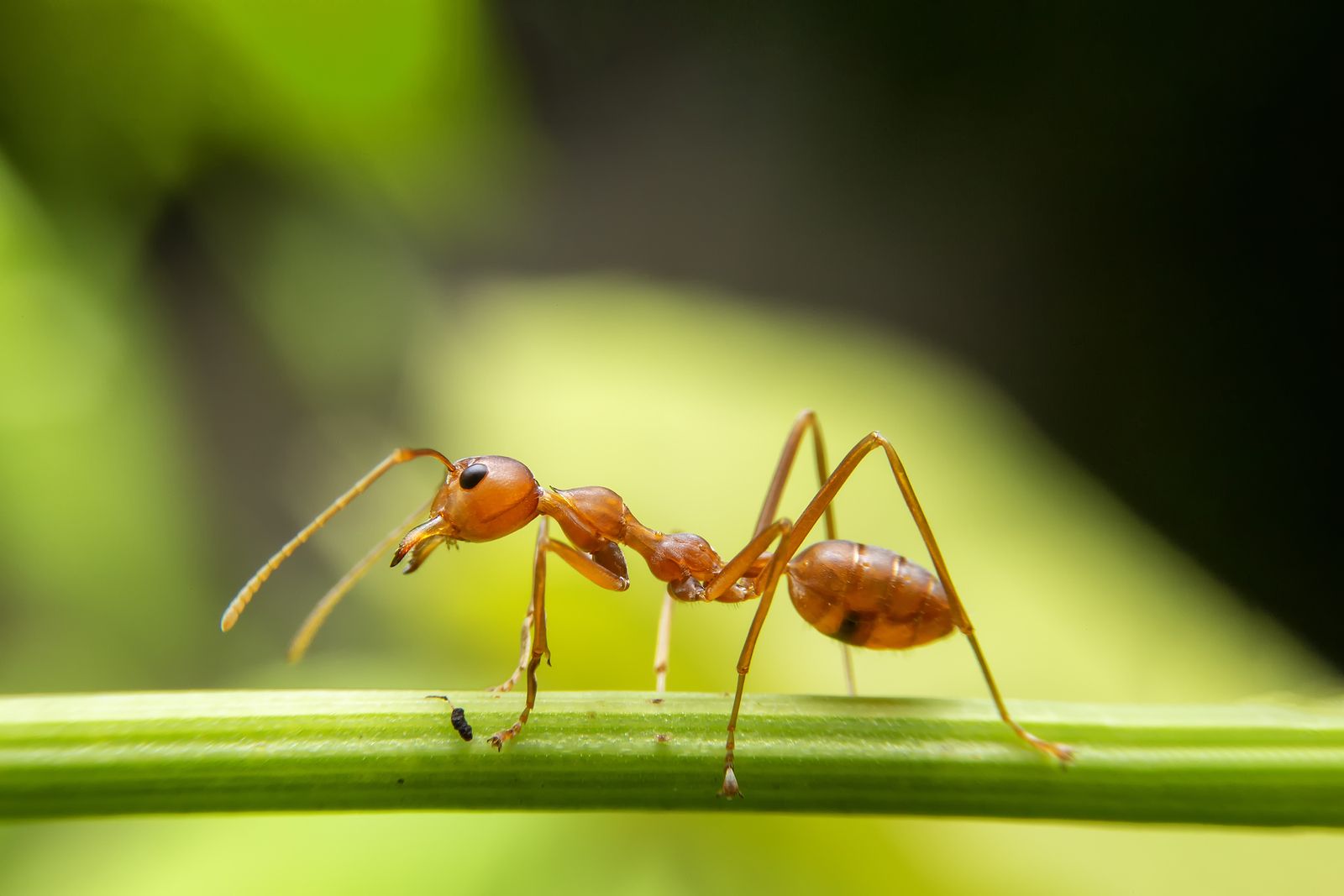 ¿Por qué aparecen las hormigas en primavera? Y cómo evitar que se cuelen en casa