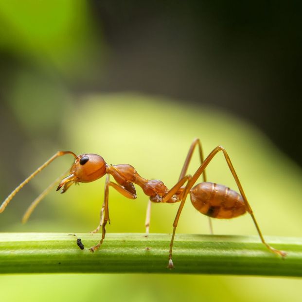 ¿Por qué aparecen las hormigas en primavera? Y cómo evitar que se cuelen en casa