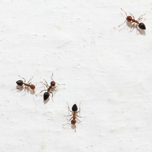 ¿Por qué aparecen las hormigas en primavera? Y cómo evitar que se cuelen en nuestra casa