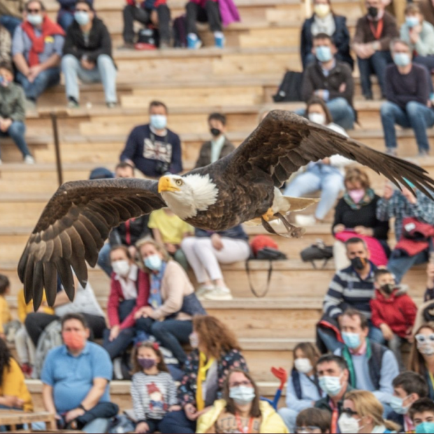 Aves rapaces​ luchan en el cielo en 'Cetrería de reyes' (Puy du Fou)