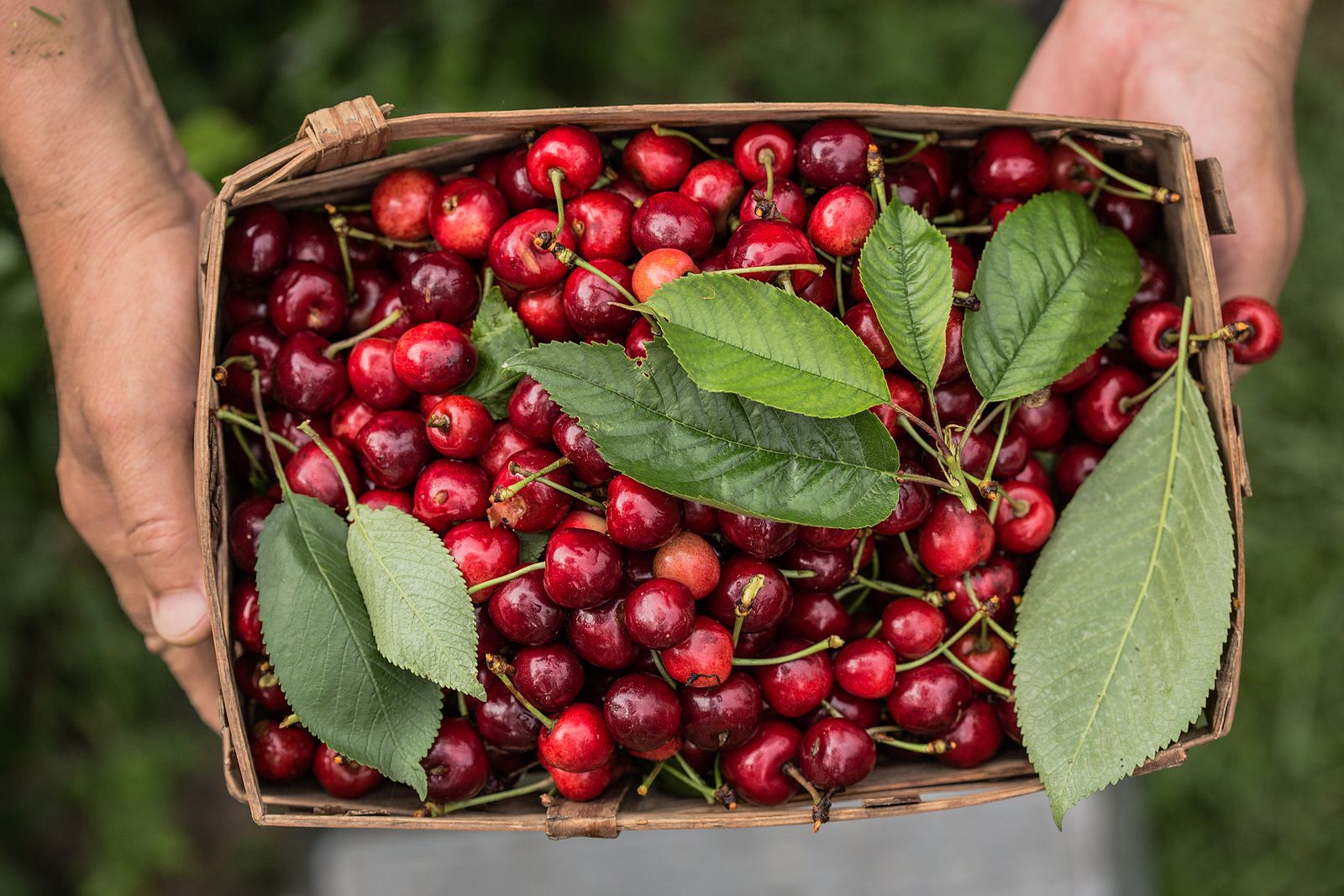 cerezas