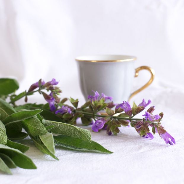 Purifica tu casa con salvia Foto: bigstock